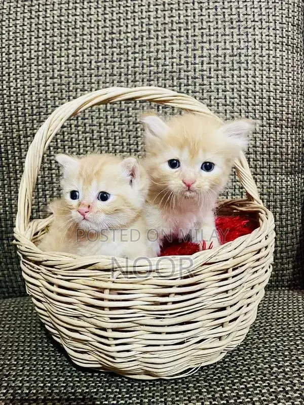 Purebred Persian Kittens - Triple Coat Female Companion Cats