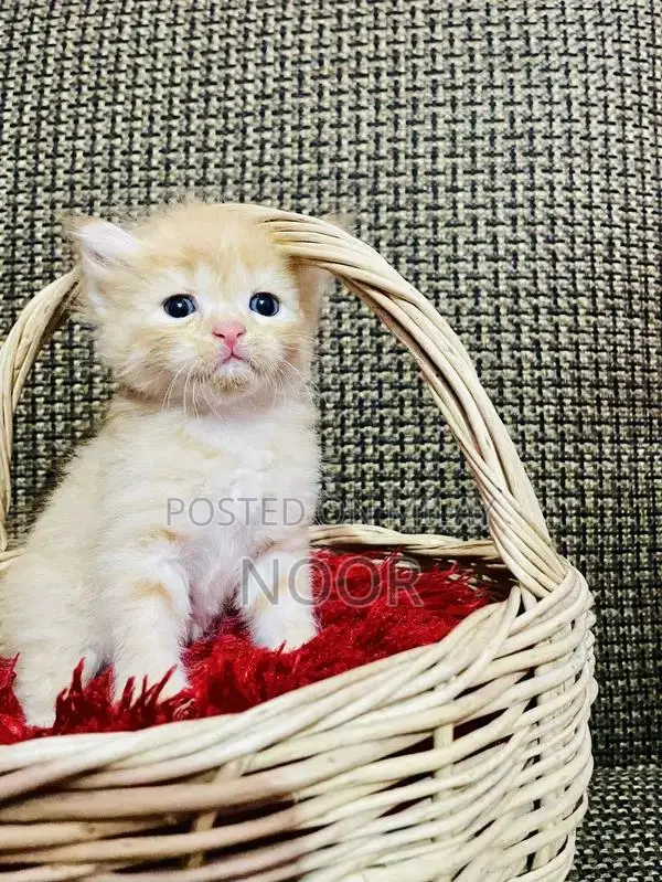 Purebred Persian Kittens - Triple Coat Female Companion Cats