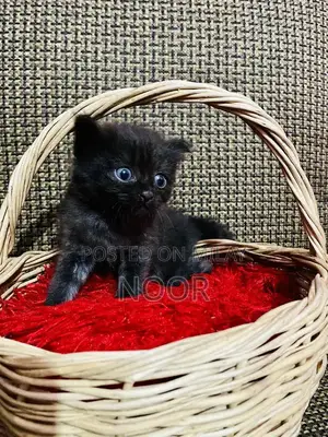 Purebred Persian Kittens - Triple Coat Female Companion Cats