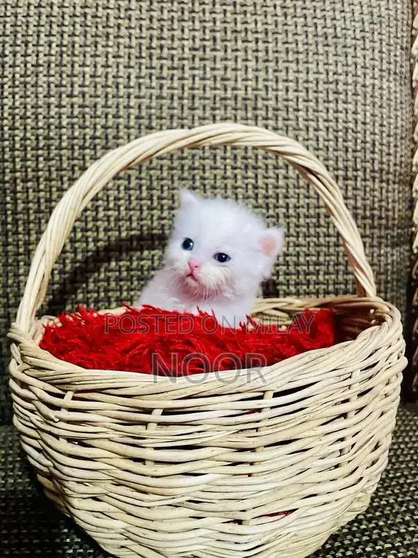 Purebred Persian Kittens - Triple Coat Female Companion Cats