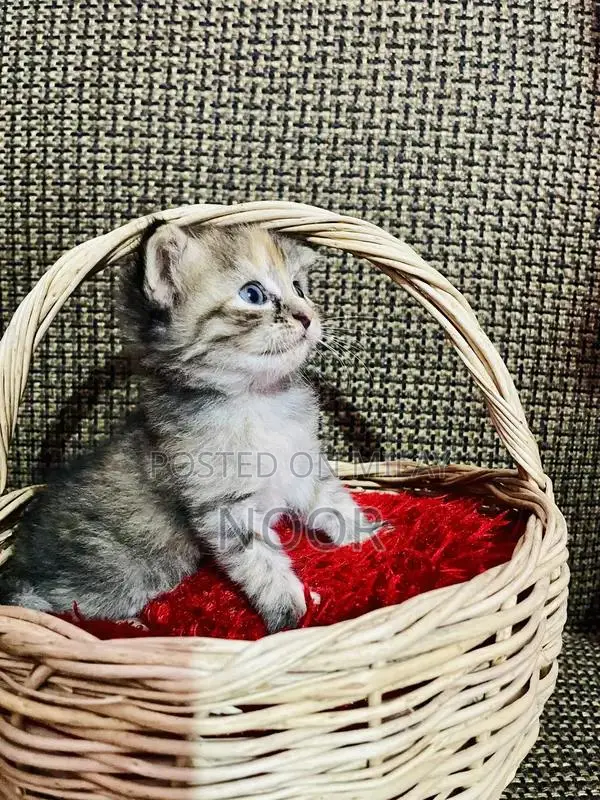 Purebred Persian Kittens - Triple Coat Female Companion Cats