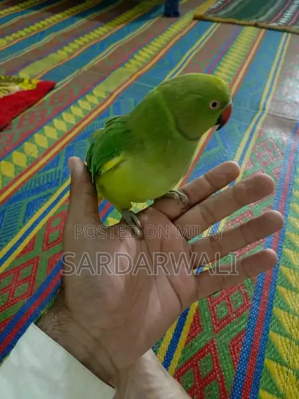 Green Katha Parrots - Young, Talking Companion Birds