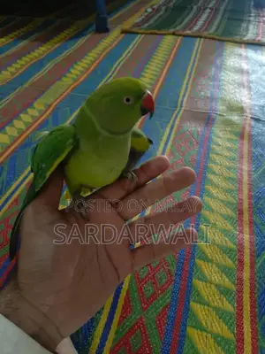 Green Katha Parrots - Young, Talking Companion Birds