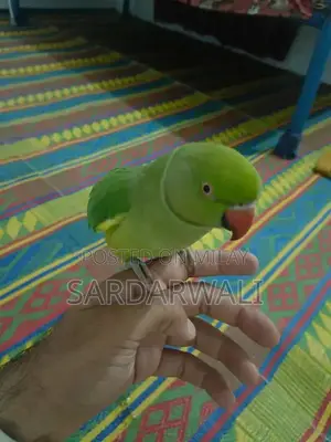 Green Katha Parrots - Young, Talking Companion Birds