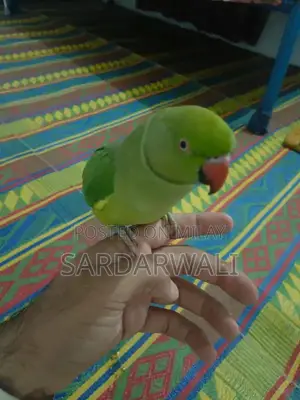 Green Katha Parrots - Young, Talking Companion Birds