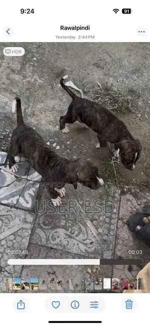 Photo - Purebred Bully Dog Breeding Pair