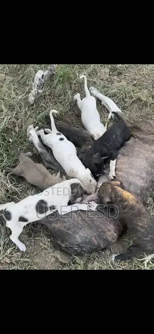 Purebred Bully Dog Breeding Pair