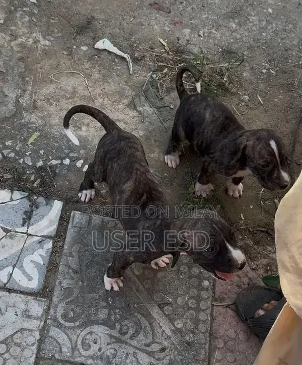 Purebred Bully Dog Breeding Pair