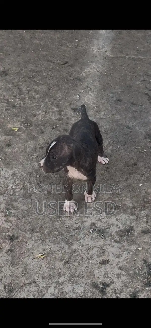Purebred Bully Dog Breeding Pair