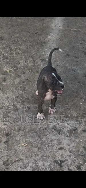 Purebred Bully Dog Breeding Pair