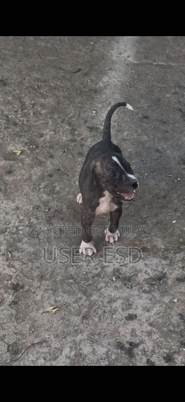 Purebred Bully Dog Breeding Pair