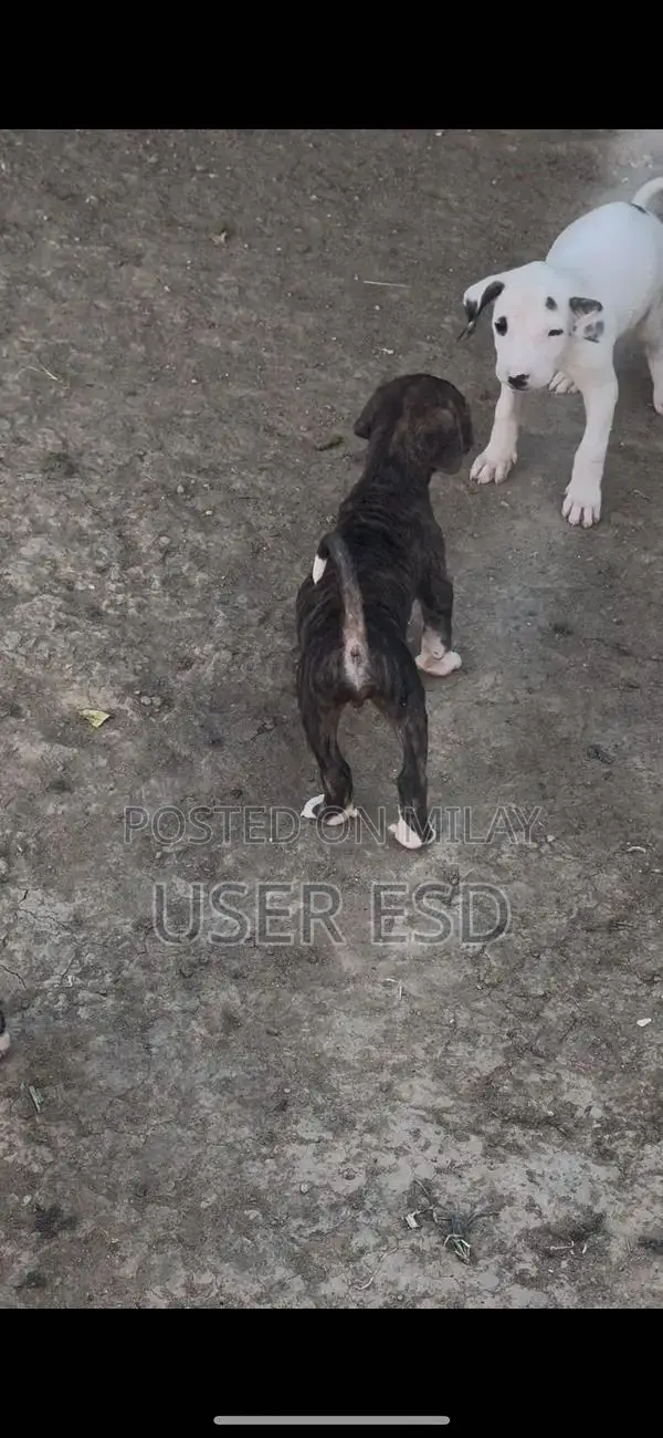 Purebred Bully Dog Breeding Pair