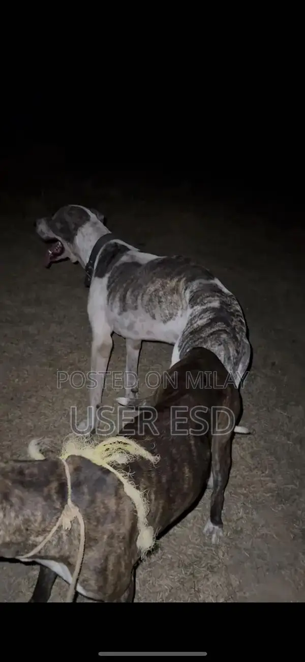 Purebred Bully Dog Breeding Pair