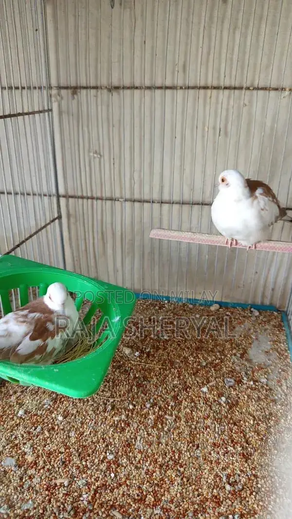 Love Bird Dove Java Bird Collection - Multiple Pairs