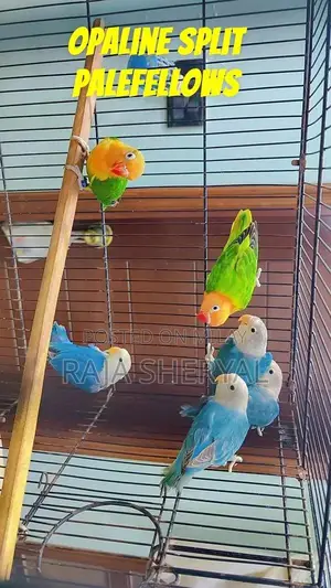 Love Bird Dove Java Bird Collection - Multiple Pairs