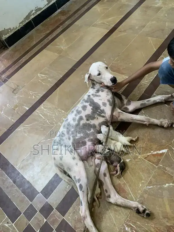 Pakistani Bully Puppy - Intelligent and Social Breed