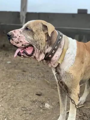 Pakistani Bully Puppy - Intelligent and Social Breed