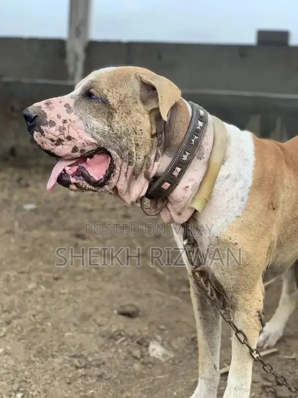 Pakistani Bully Puppy - Intelligent and Social Breed