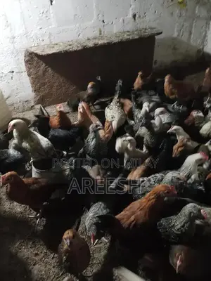 Golden Misri Chicks - Vaccinated Poultry for Sale, 2 Months Old