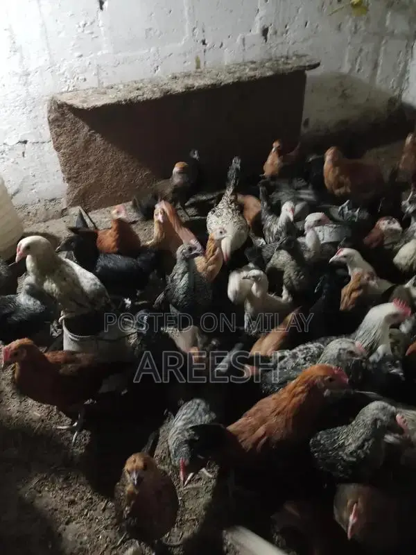 Golden Misri Chicks - Vaccinated Poultry for Sale, 2 Months Old