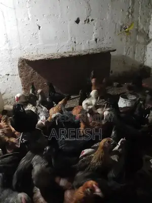 Golden Misri Chicks - Vaccinated Poultry for Sale, 2 Months Old