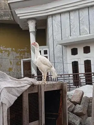 Heera Aseel Madi Premium Poultry Bird