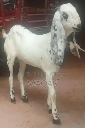 Premium Purebred Goat Breeding Stock with Excellent Lineage