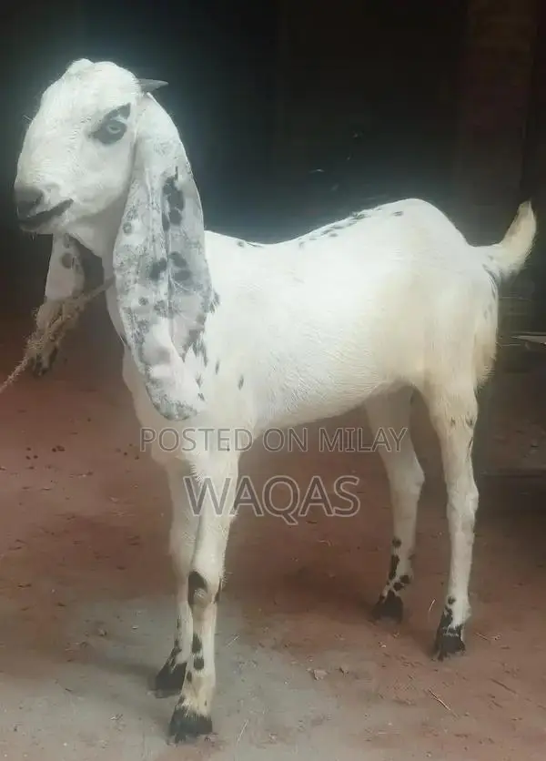 Premium Purebred Goat Breeding Stock with Excellent Lineage