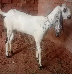 Premium Purebred Goat Breeding Stock with Excellent Lineage