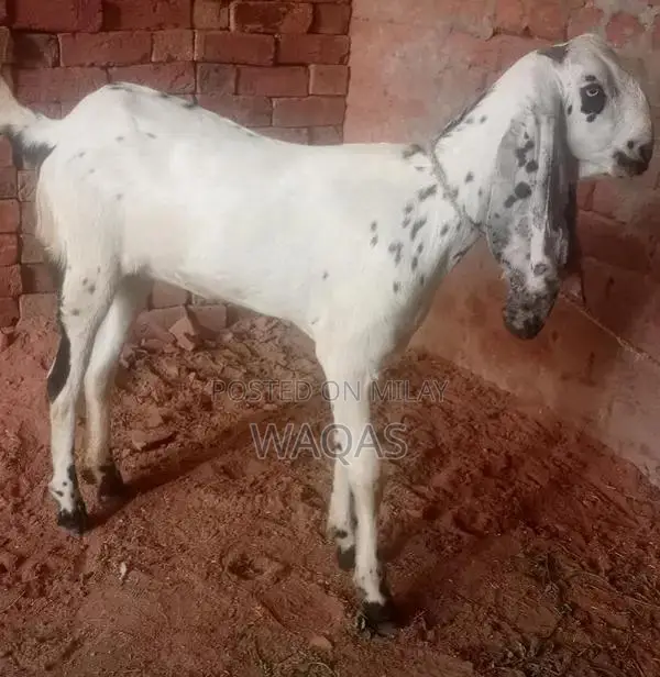 Premium Purebred Goat Breeding Stock with Excellent Lineage