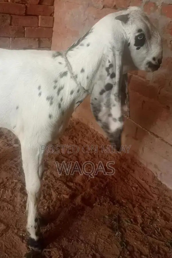 Premium Purebred Goat Breeding Stock with Excellent Lineage