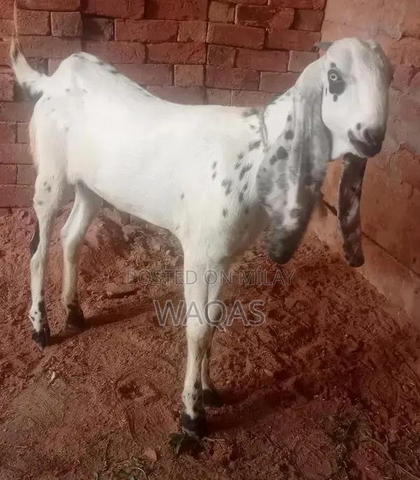 Premium Purebred Goat Breeding Stock with Excellent Lineage