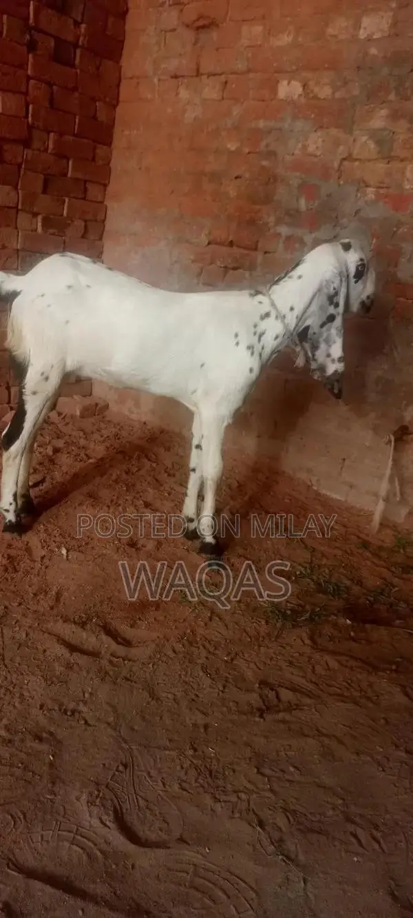 Premium Purebred Goat Breeding Stock with Excellent Lineage