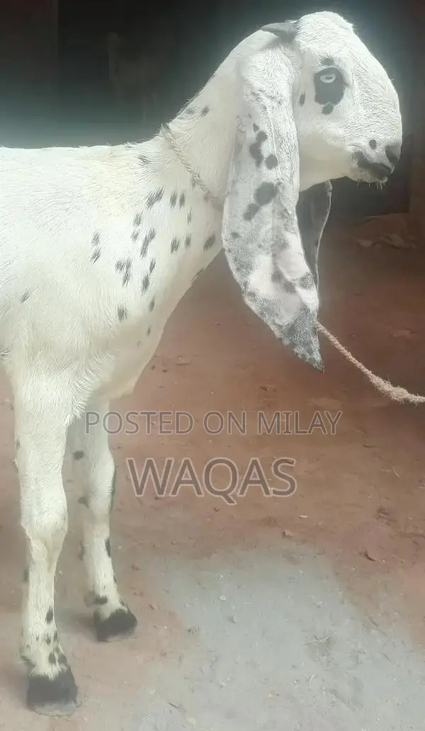 Premium Purebred Goat Breeding Stock with Excellent Lineage