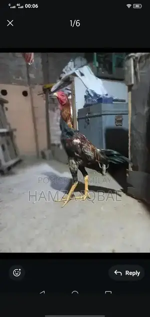 Premium Japanese Shamo Rooster - High-Quality Rare Breed Gamecock