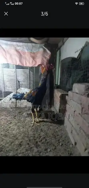 Premium Japanese Shamo Rooster - High-Quality Rare Breed Gamecock