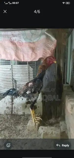 Premium Japanese Shamo Rooster - High-Quality Rare Breed Gamecock