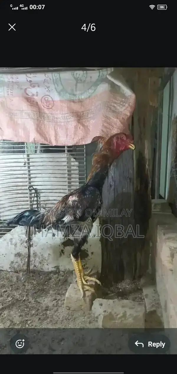 Premium Japanese Shamo Rooster - High-Quality Rare Breed Gamecock