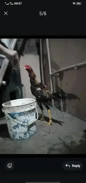 Premium Japanese Shamo Rooster - High-Quality Rare Breed Gamecock