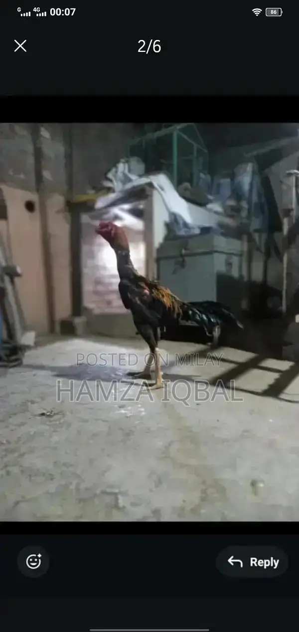 Premium Japanese Shamo Rooster - High-Quality Rare Breed Gamecock