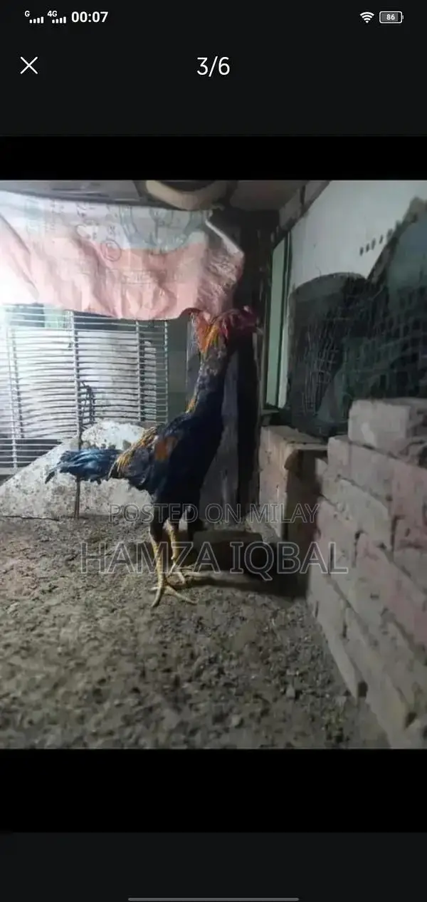 Premium Japanese Shamo Rooster - High-Quality Rare Breed Gamecock