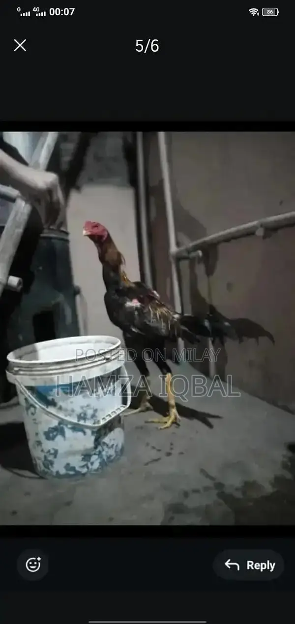 Premium Japanese Shamo Rooster - High-Quality Rare Breed Gamecock