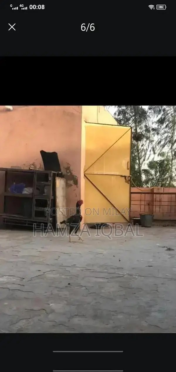 Premium Japanese Shamo Rooster - High-Quality Rare Breed Gamecock