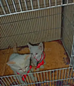 Photo - Adorable Pair of Young Cats - Sibling Companions