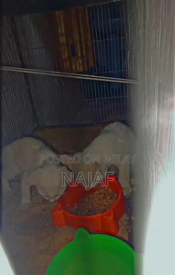 Adorable Pair of Young Cats - Sibling Companions