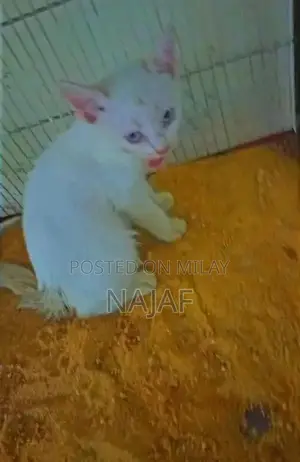 Adorable Pair of Young Cats - Sibling Companions