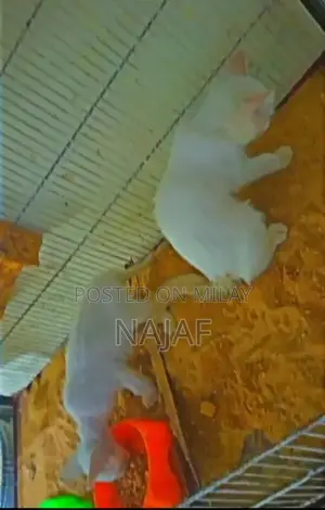 Adorable Pair of Young Cats - Sibling Companions