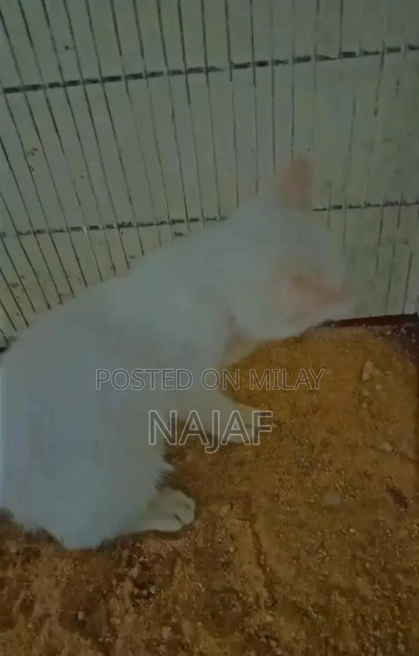 Adorable Pair of Young Cats - Sibling Companions