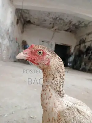 Kolange Health Supplement for Wellness and Vitality