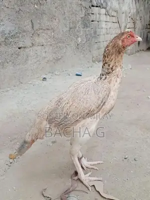 Kolange Health Supplement for Wellness and Vitality